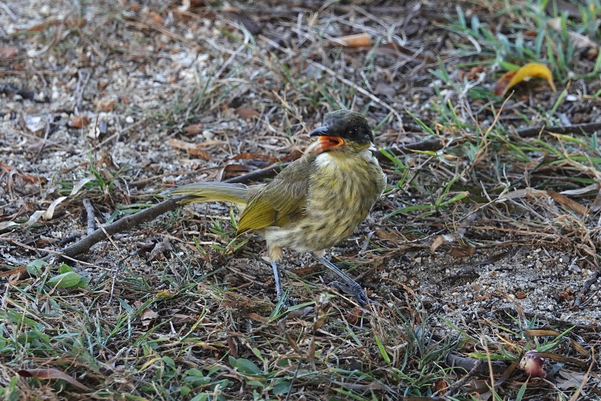 Varied Honeyeater