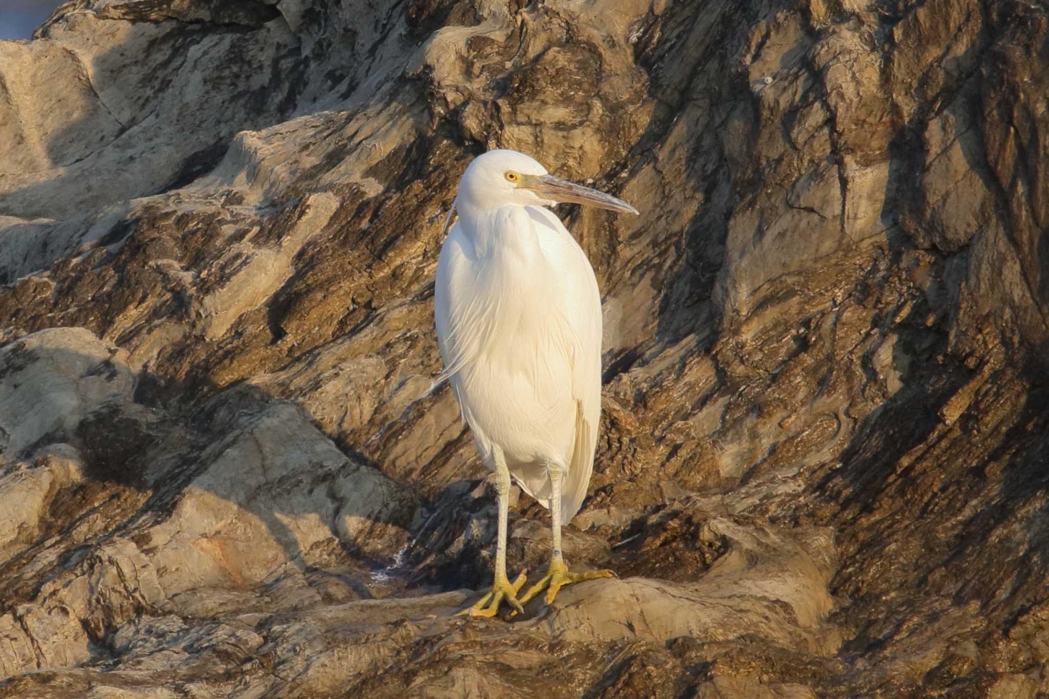 Photo of Pacific Reef Heron at  by みっちー