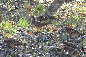 コジュケイ 舞岡公園 2022年12月12日(月)