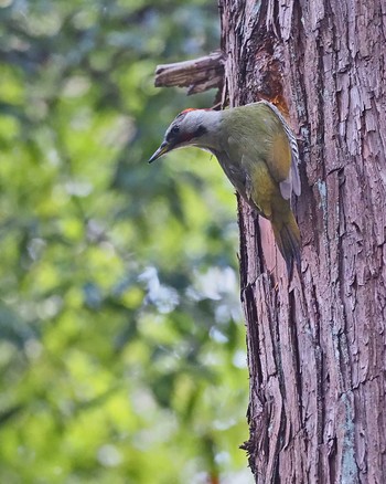 2022年12月11日(日) 座間谷戸山公園の野鳥観察記録