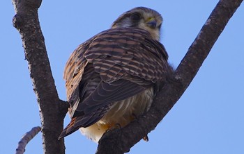 Common Kestrel Osaka castle park Tue, 12/13/2022