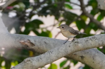 Red-breasted Flycatcher Osaka castle park Tue, 12/13/2022