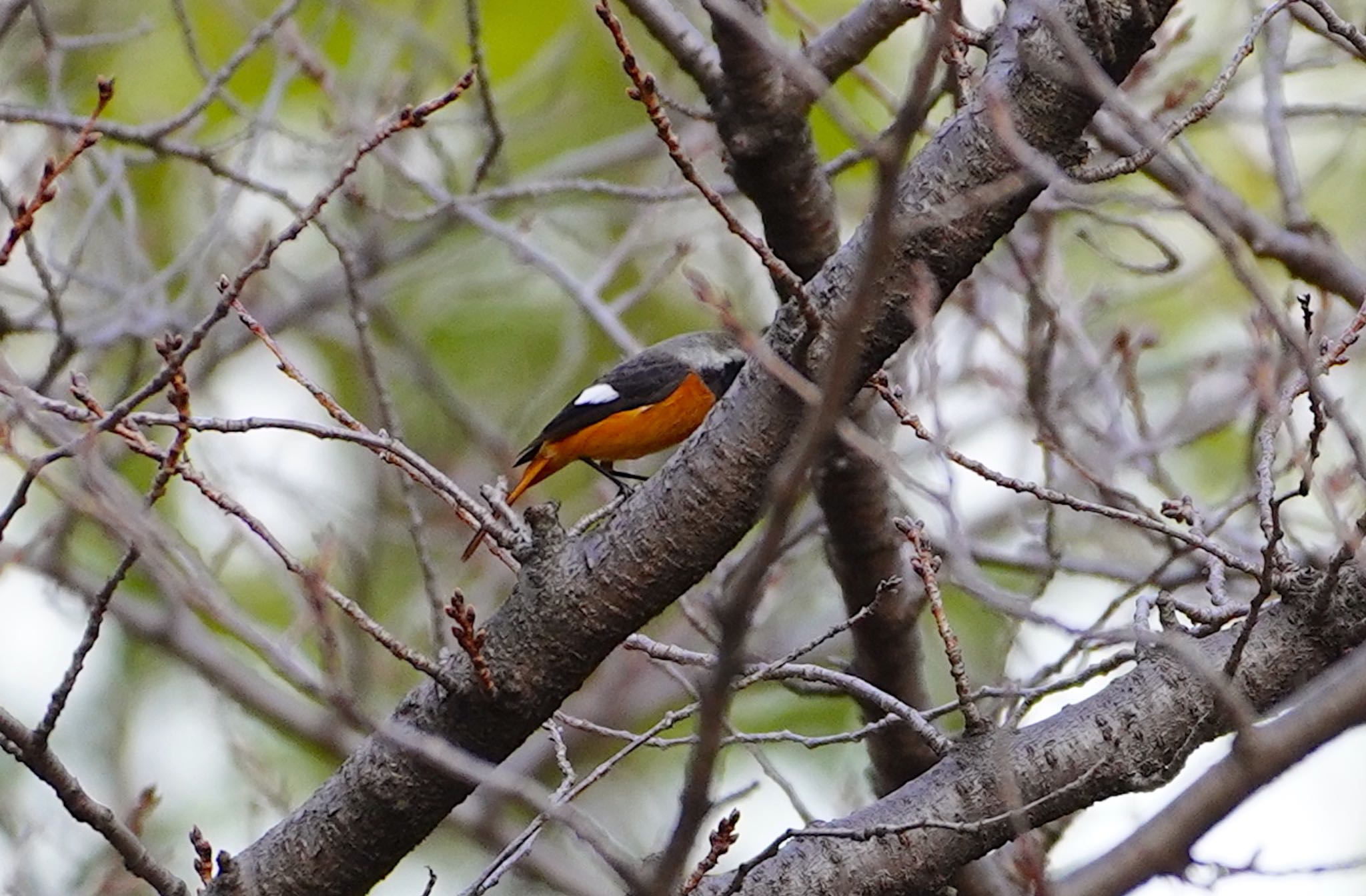 Photo of Daurian Redstart at Osaka castle park by アルキュオン