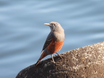 Blue Rock Thrush 多摩川 Sat, 12/10/2022