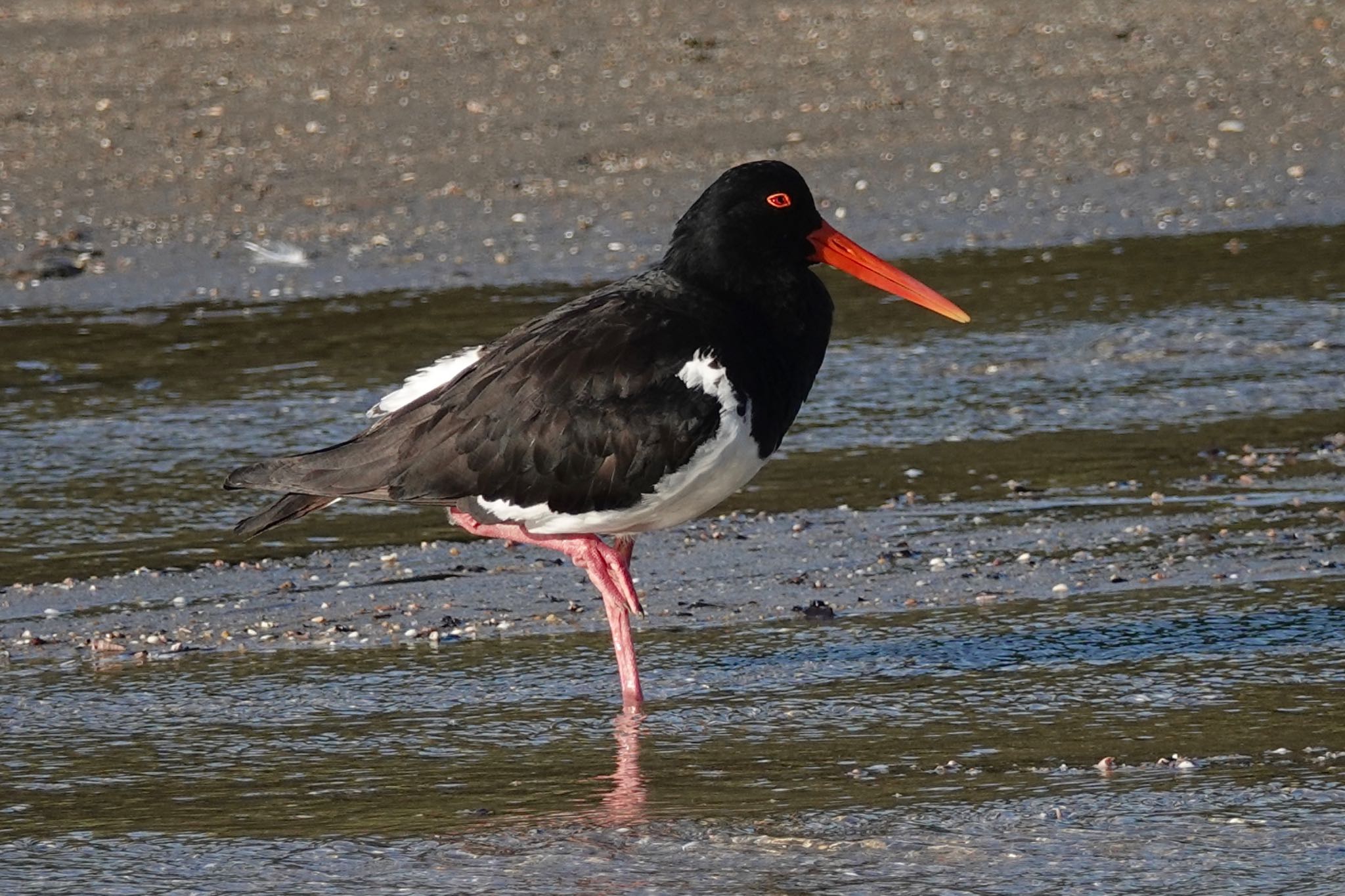 Pied Oystercatcher