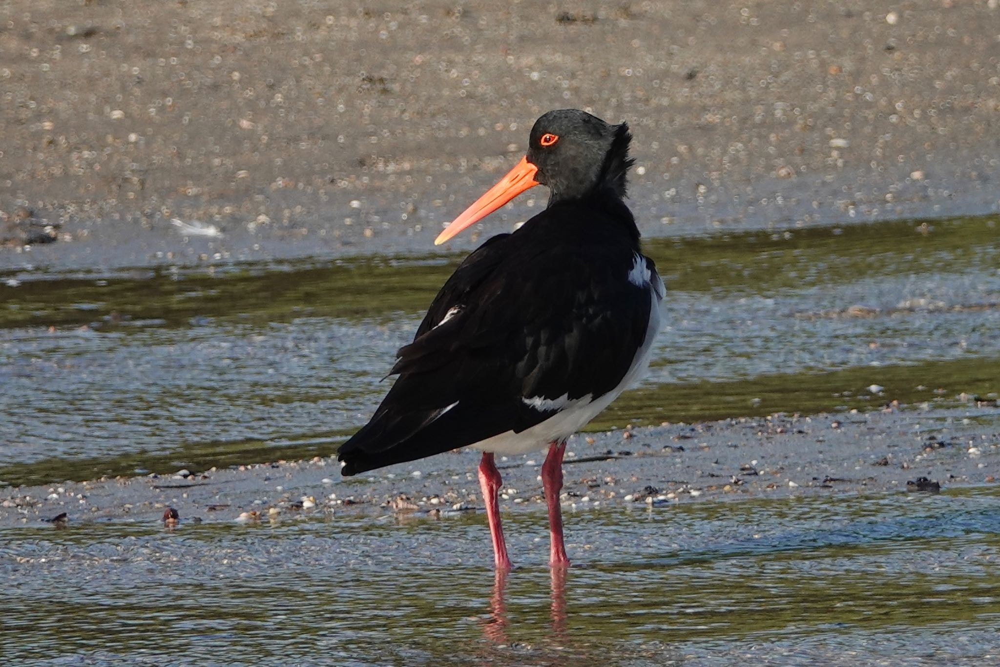 Pied Oystercatcher