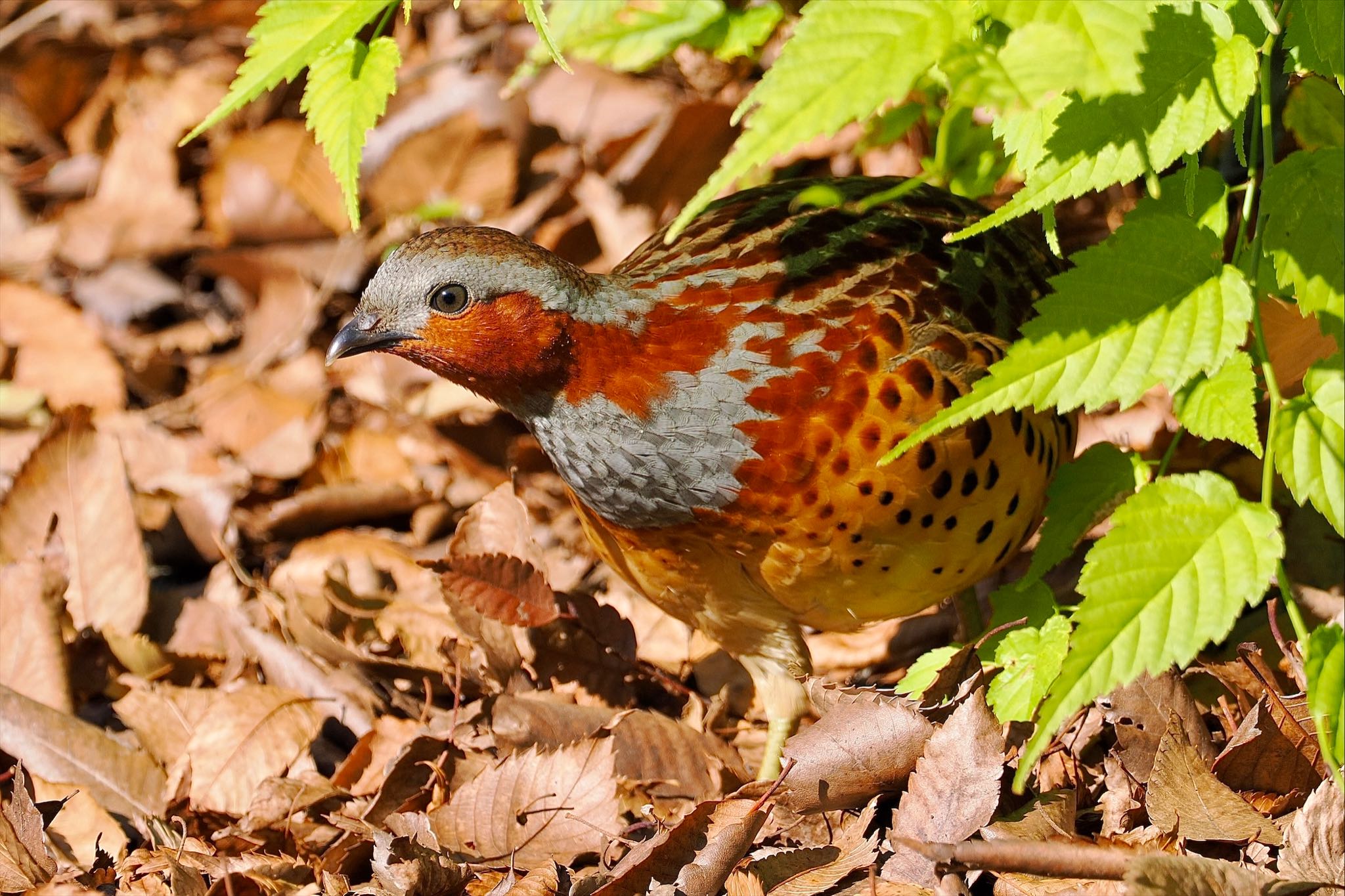 小宮公園(八王子) コジュケイの写真