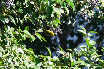 2022年12月12日(月) 駒場の野鳥観察記録