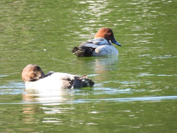 Common Pochard 清澄庭園(清澄公園) Thu, 11/3/2022