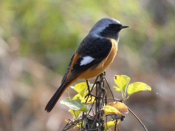 2022年11月28日(月) 多摩川トライアングルの野鳥観察記録