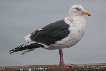 Slaty-backed Gull Choshi Fishing Port Thu, 3/8/2018