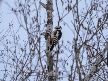 2022年12月4日(日) 真駒内公園の野鳥観察記録