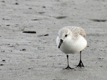 ミユビシギ ふなばし三番瀬海浜公園 2022年11月18日(金)