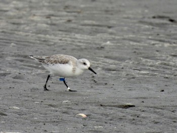 ミユビシギ ふなばし三番瀬海浜公園 2022年11月18日(金)