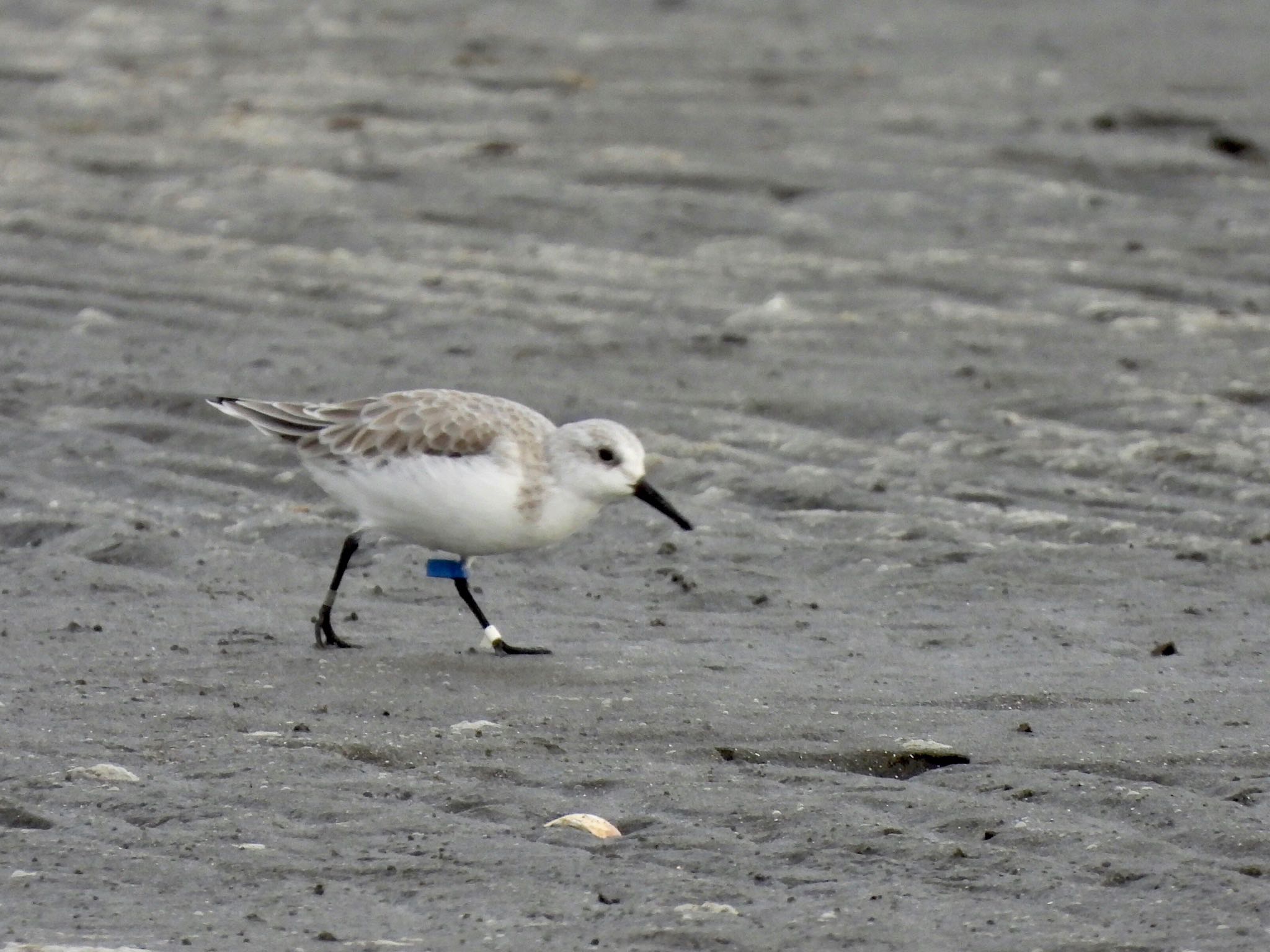 Photo of Sanderling at Sambanze Tideland by くー