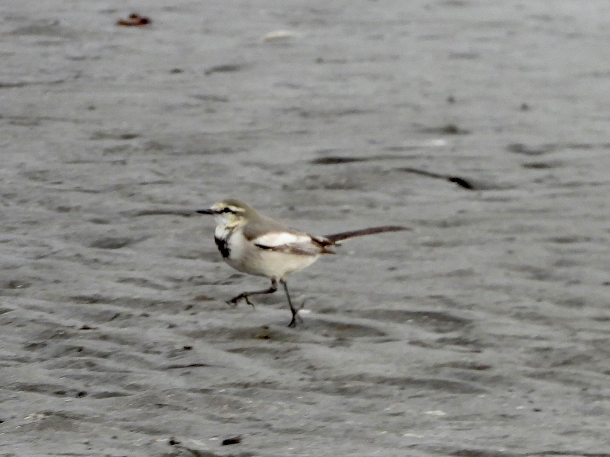 White Wagtail