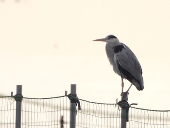 アオサギ ふなばし三番瀬海浜公園 2022年11月18日(金)