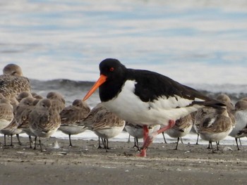 2022年11月18日(金) ふなばし三番瀬海浜公園の野鳥観察記録