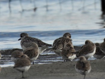 ダイゼン ふなばし三番瀬海浜公園 2022年11月18日(金)