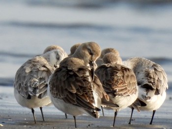 Dunlin Sambanze Tideland Fri, 11/18/2022