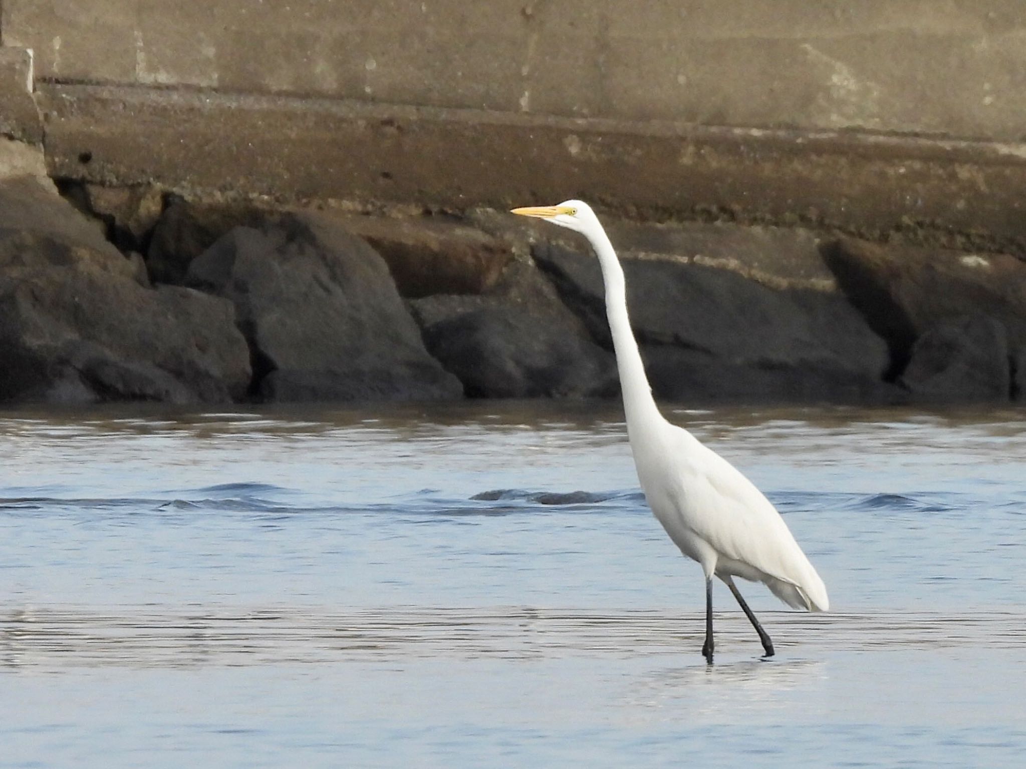 Photo of Great Egret at Sambanze Tideland by くー