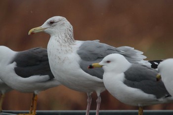 Vega Gull Choshi Fishing Port Thu, 3/8/2018