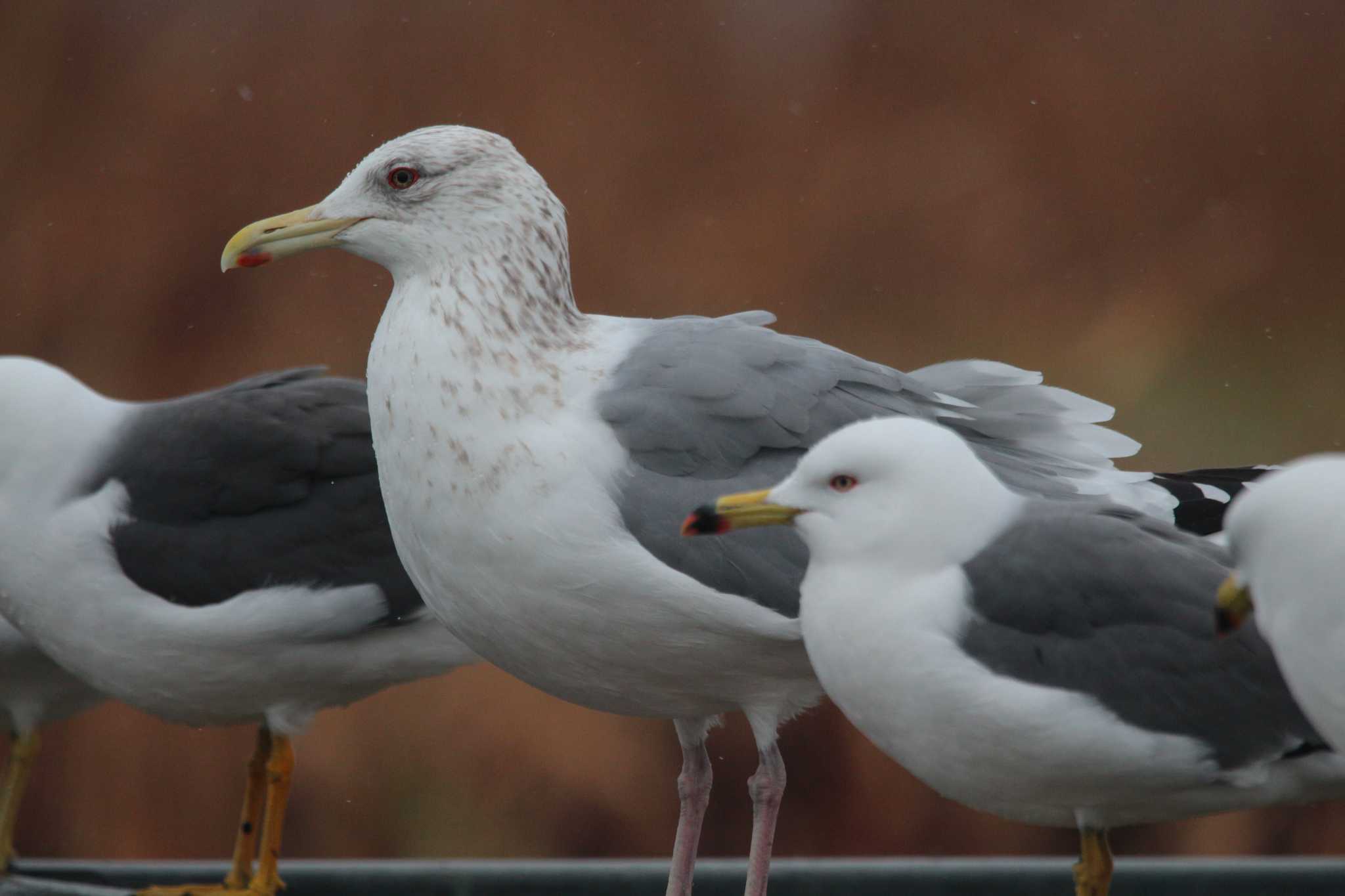 Vega Gull