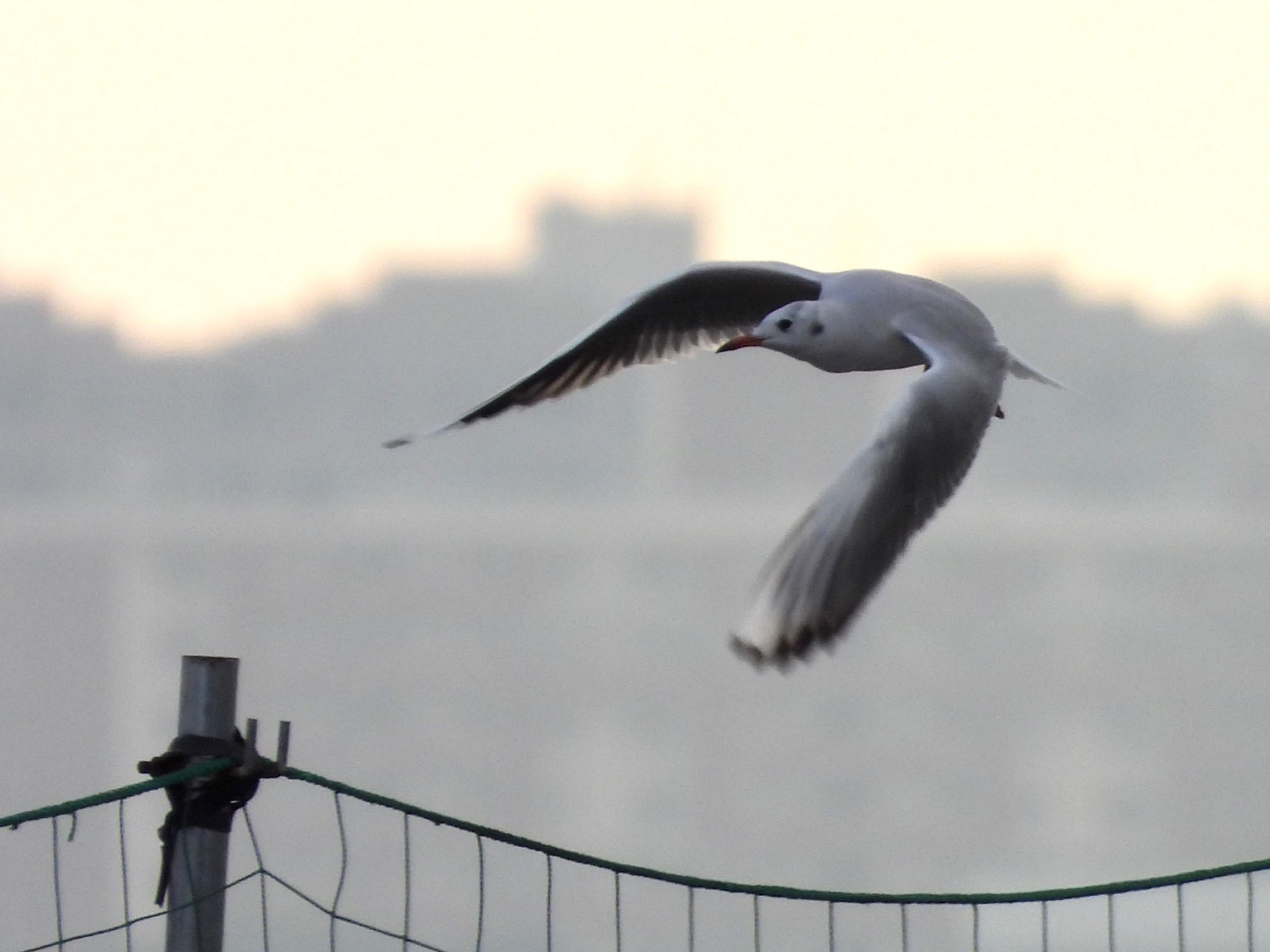 Photo of Black-headed Gull at Sambanze Tideland by くー