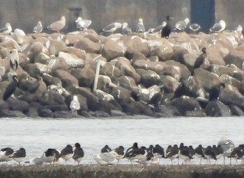 Vega Gull Sambanze Tideland Fri, 11/18/2022