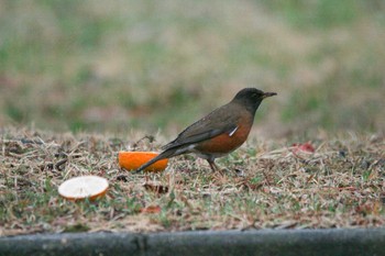 Brown-headed Thrush(orii) Choshi Fishing Port Thu, 3/8/2018