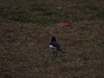 Japanese Wagtail Sambanze Tideland Fri, 11/18/2022