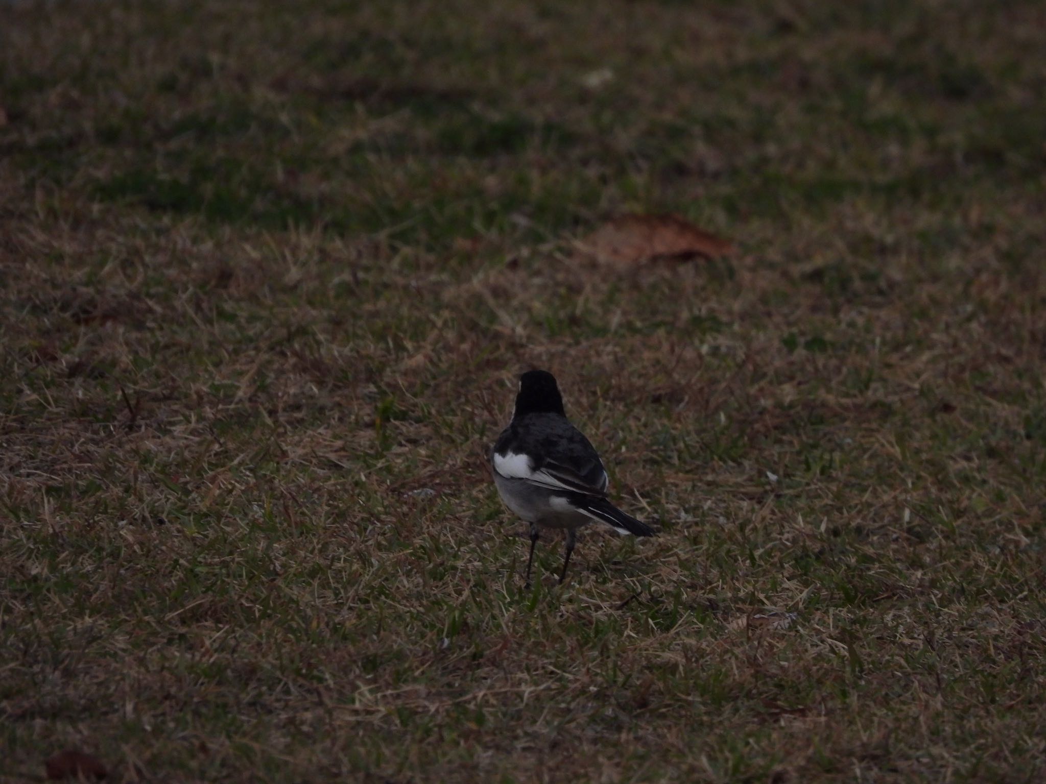 Photo of Japanese Wagtail at Sambanze Tideland by くー