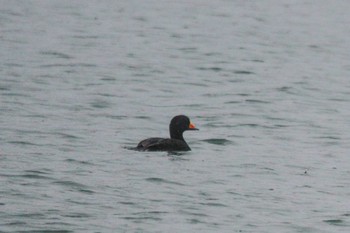 Black Scoter Choshi Fishing Port Thu, 3/8/2018