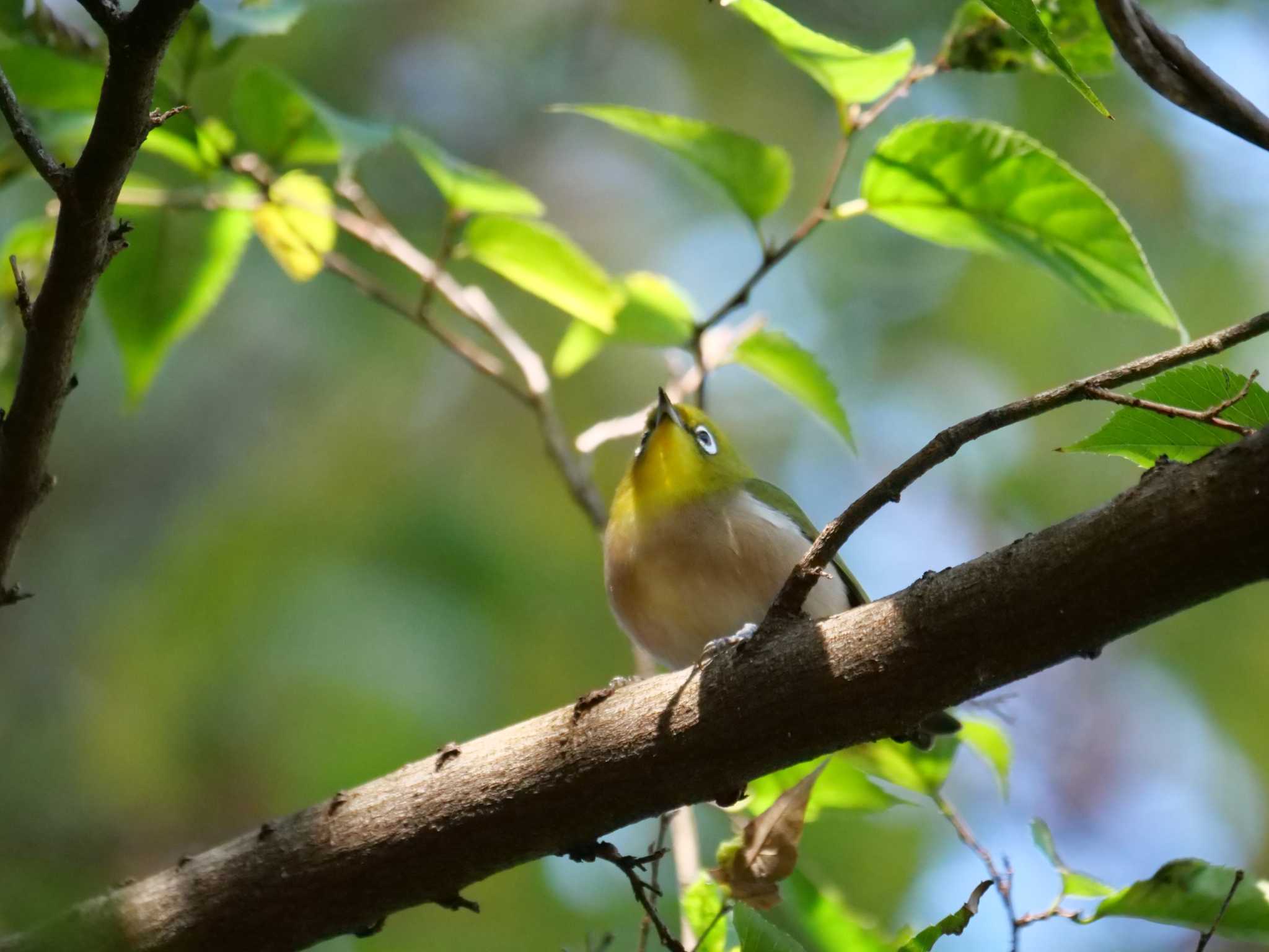 都内近郊 メジロの写真 by little birds