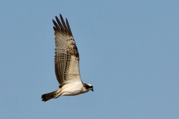 Osprey 芝川第一調節池(芝川貯水池) Sun, 12/11/2022