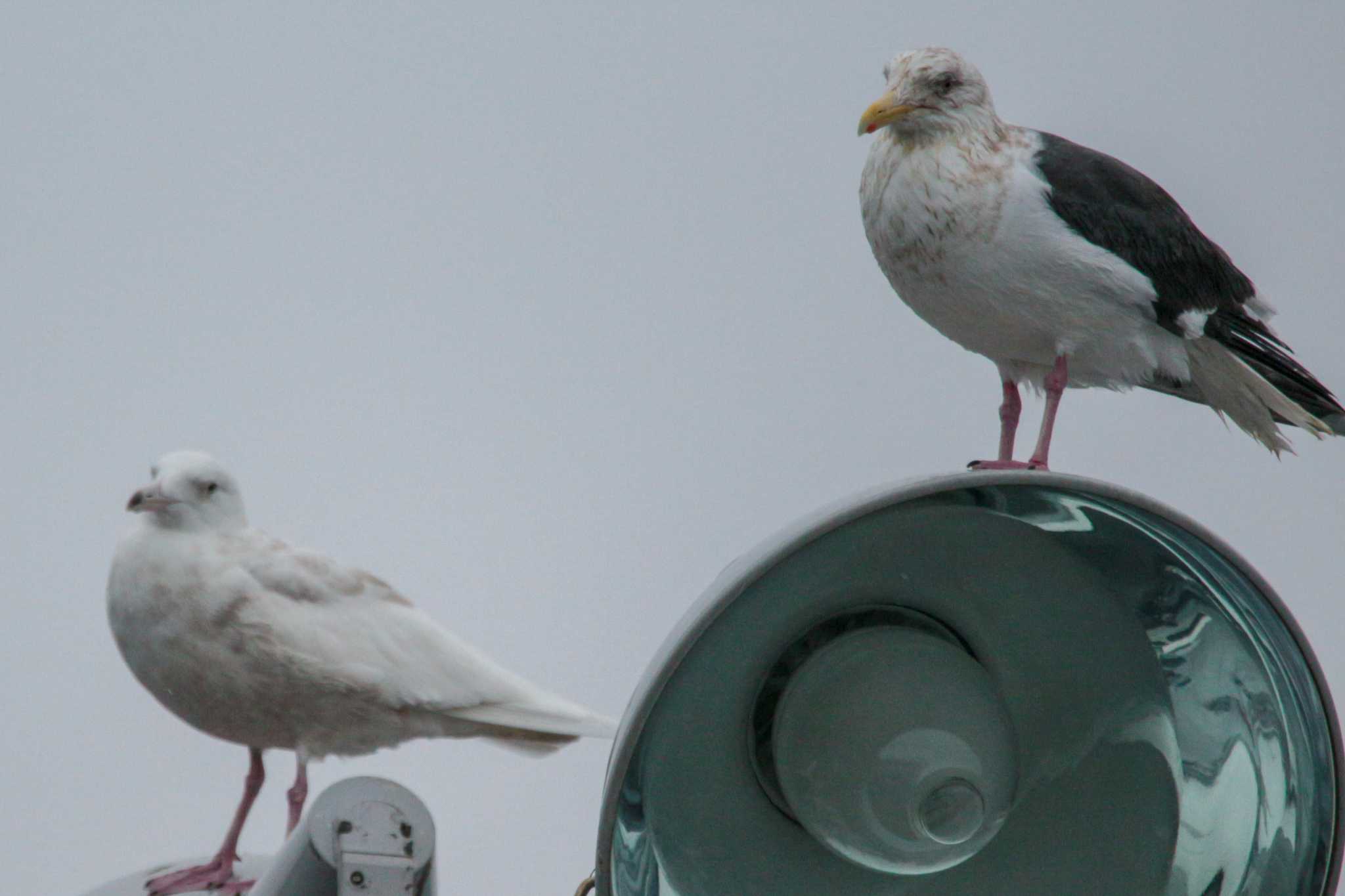 Glaucous Gull