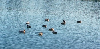 未同定 大田区 見晴らしばし公園 2022年12月14日(水)