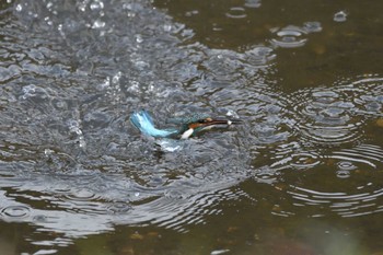 カワセミ 愛知県豊田市逢妻女川周辺 2022年12月14日(水)