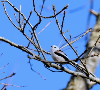 Long-tailed tit(japonicus) Lake Utonai Sat, 12/10/2022