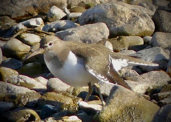 Common Sandpiper 小畔水鳥の郷公園 Mon, 12/12/2022