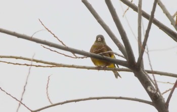 Unknown Species モエレ沼公園 Wed, 12/14/2022