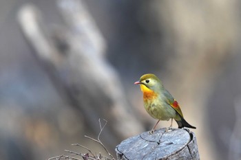 ソウシチョウ 中国河南省 2018年12月30日(日)