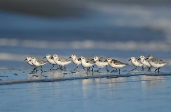 ミユビシギ 神奈川県 2022年10月10日(月)