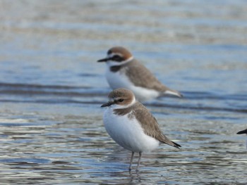 シロチドリ ふなばし三番瀬海浜公園 2022年12月14日(水)