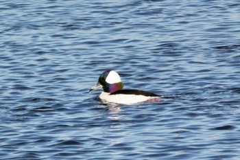 Bufflehead 多摩川 Wed, 12/14/2022