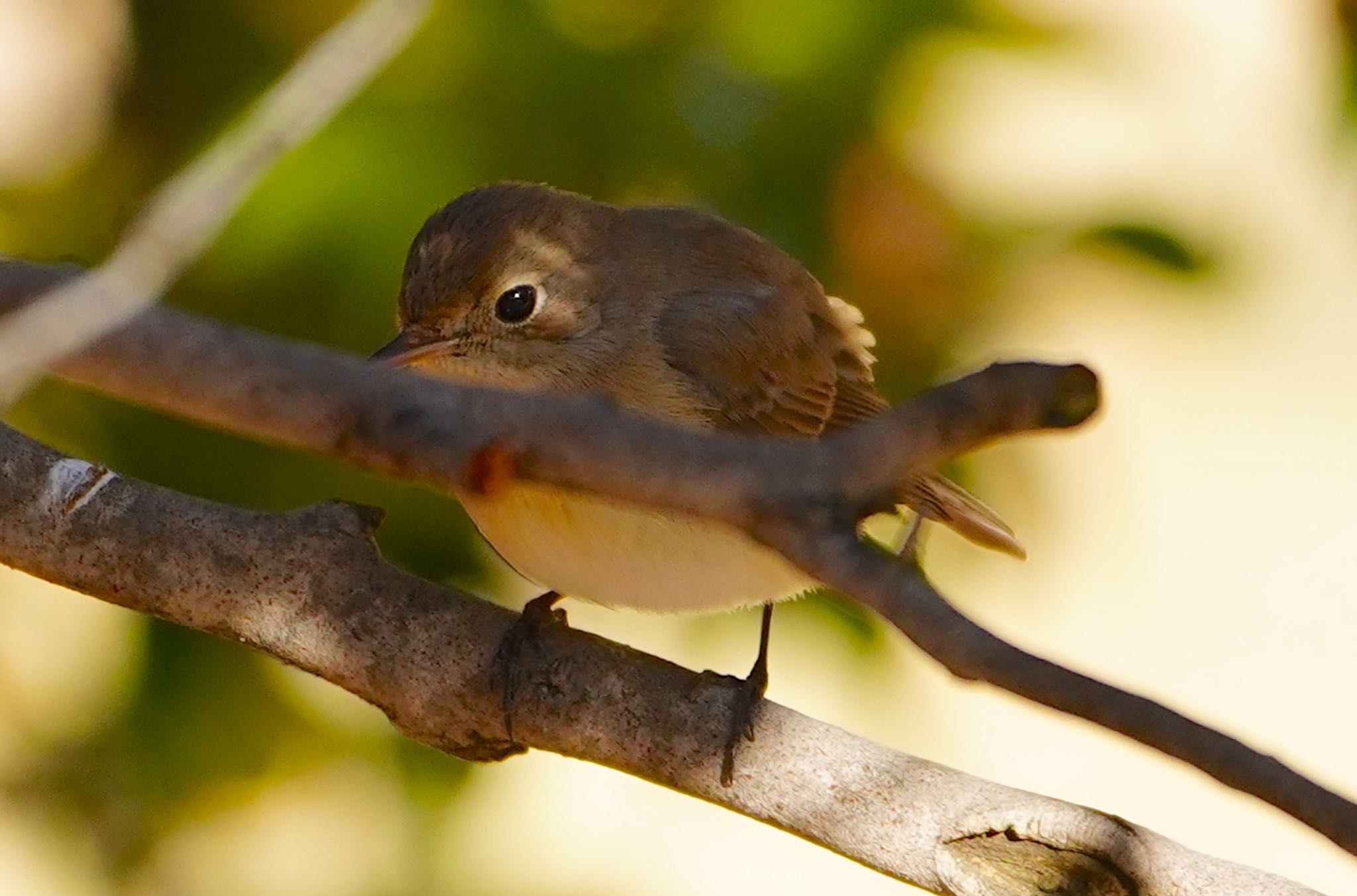 Photo of Red-breasted Flycatcher at Osaka castle park by アルキュオン