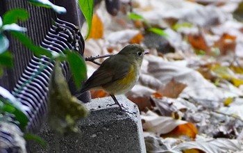 Red-flanked Bluetail Osaka castle park Wed, 12/14/2022