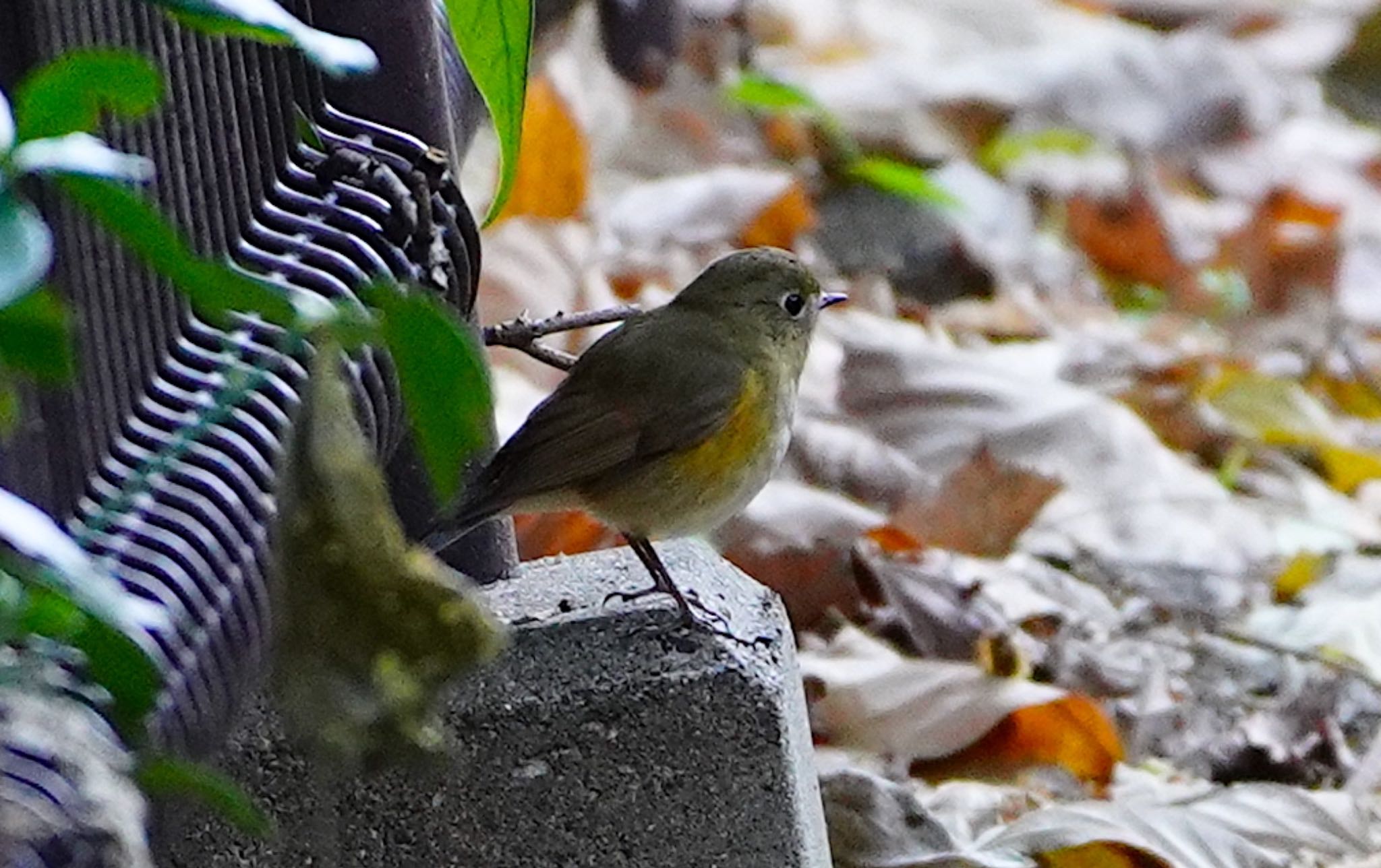 Photo of Red-flanked Bluetail at Osaka castle park by アルキュオン