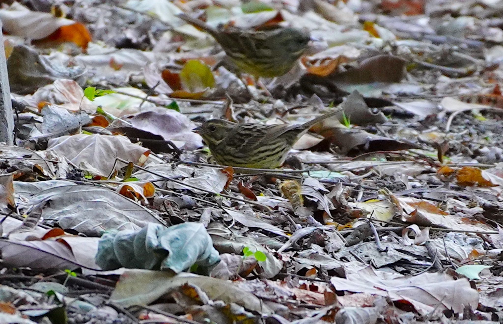 Photo of Masked Bunting at Osaka castle park by アルキュオン