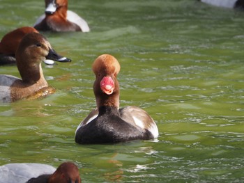 アカハシハジロ 弁天池公園(大阪府門真市) 2022年12月13日(火)